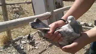 pigeon