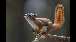 Белка и сурок ! Видео прекрасных грызунов 🐿