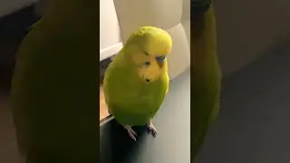 Попугайчик признается в любви 🥰) говорящий попугай