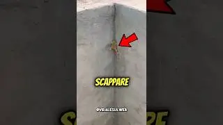 LA RANA STAVA PER FARCELA,MA POI...🥺 
