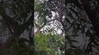Peacock ## mukuperi