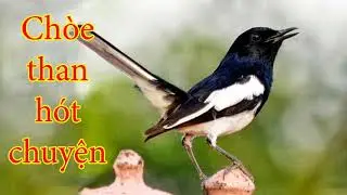 Tiếng Chòe Than hót chuyện, giúp chim bổi nhanh hót