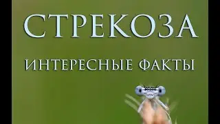 Стрекоза - самые интересные факты