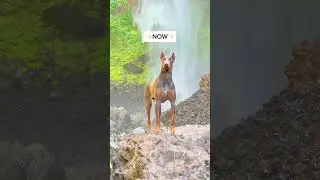 Atlas has come so far since he arrived from the shelter 🥲🩶 #fosteringsaveslives #doberman