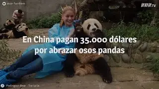 Abrazador de pandas