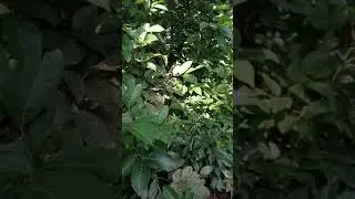 Main di Kebun Sambil Manen Pinang!!! wihh nikmat nya Sampe berkeringat wik wik😂😂😂