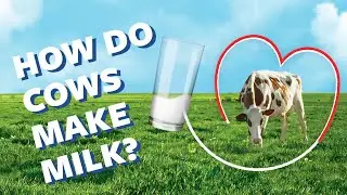 How Do Cows Make Milk? | Ask Organic Valley