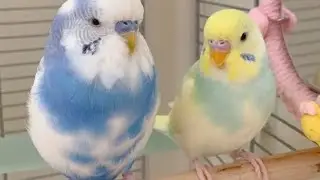 Что нужно для волнистого попугая