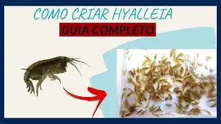 COMO CRIAR HYALLEIA AZTECA / SCUD / GAMMARUS parte 4