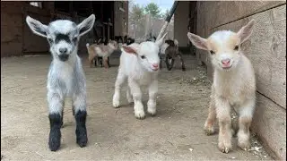 24 Curious goat kids!