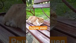 Рыжик ушел от @chicago1930