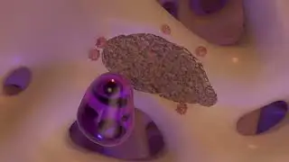 Bone Remodeling & the OPG/RANK-L Complex