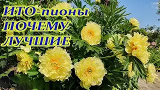 ITO peonies. What's the difference? Care, watering, pruning, and post-pruning care. ITO peony Bar...