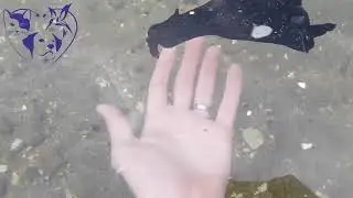 Black sea hare