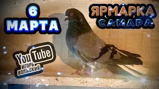 Nikolaev pigeons. Fair in Samara will be held on March 6, 2022