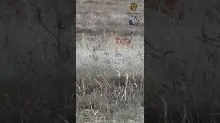 Duiker The Diving Buck