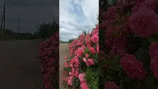 Розариум Ютерсен