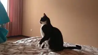 Мусик, это не просто кот, а самый красивый кот 5
