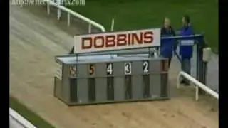 Dog Race- Stacks It And Still Wins Race