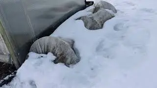 Как мои розы перезимовали? Заглянула под укрытие.