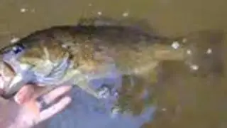 Creek Smallies and PB Sunfish