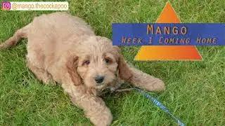 Mango the Cockapoo Week 1 coming home