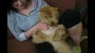 Кот шипит, как змей