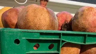 ШНУРКИ