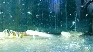 Бычки разные