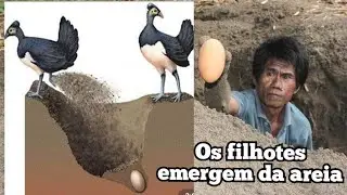 MALEO- UMA AVE QUE VOA LOGO APÓS SAIR DO OVO E EMERGIR NA AREIA.🐦🥚