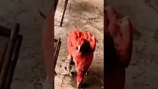Wait what! #shorts #viralvideo #trending