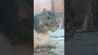 Squirrels eating peanuts  🥜