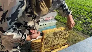 Отбор мёда