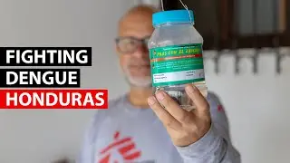 Honduras | Fighting dengue fever with... mosquitos?
