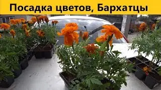 Как сажать цветы Бархатцы