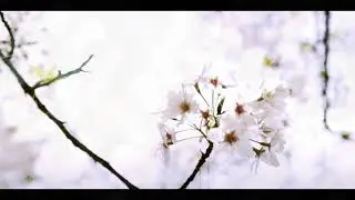Pichuscute - Found, Forgotten