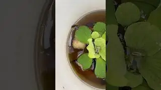 Por esta razón los cambios de agua son tan importantes en los peces bettas #pezbetta #peces