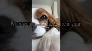 When your puppy is no longer a puppy #puppy #cavalierkingcharlesspaniel