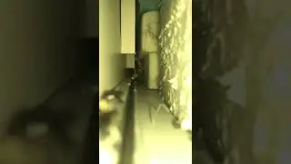 Что делать если сбежала змея дома?