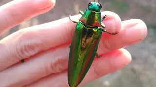 Buprestis beetle แมลงทับทิมทอง,แมลงทับทอง,แมลงทับ,แมลงทับแมลงทอง #asmrvideo #animals #cuteanimals