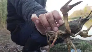 Эта ПРИМАНКА СОБИРАЕТ КРУПНЫХ РАКОВ в пруду. Ловля раков