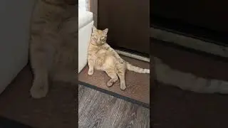 Кот  Авторитет.