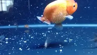 iwak buncit ranchu hybrid buffalo #shorts