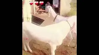 Goats Playing With Each Other and moving round