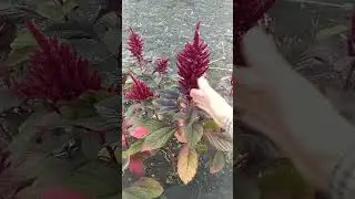 Новый сорт амаранта Император далеко не чистый сорт