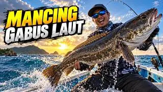 Ikan Gabus Laut
