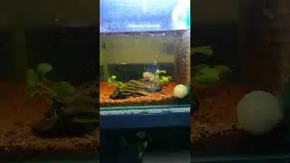 Channa Maru Red Seruyan feeding time! #channa#feeding#channamaru#snakehead#channamarured#like#new