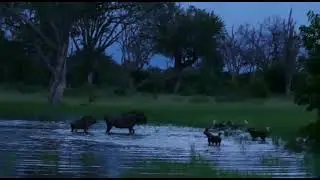 African wild dogs attempt to hunt wildebeest