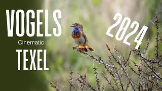 Vogels op texel 2024 | Cinematic |