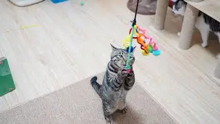 Is it difficult for cats to resist curly and elastic cat teasers?🐱🤣| SD猫の夢島💗